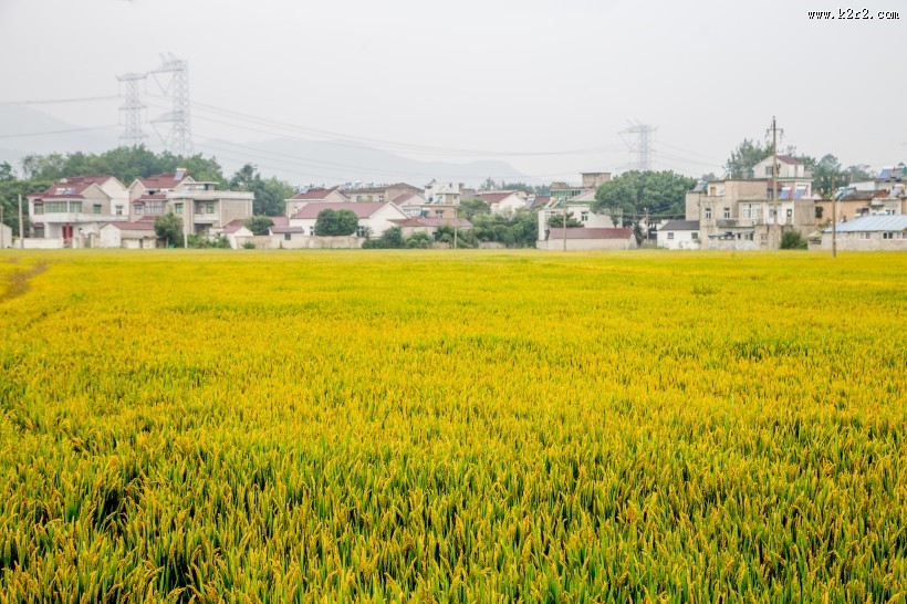 丰收的稻田图片大全