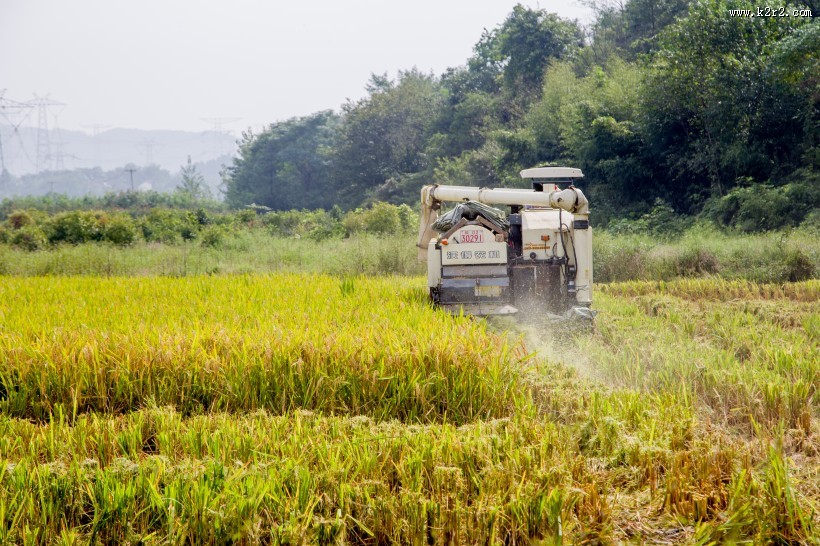 丰收的稻田图片大全