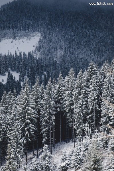 冬季白雪覆盖的森林图片大全
