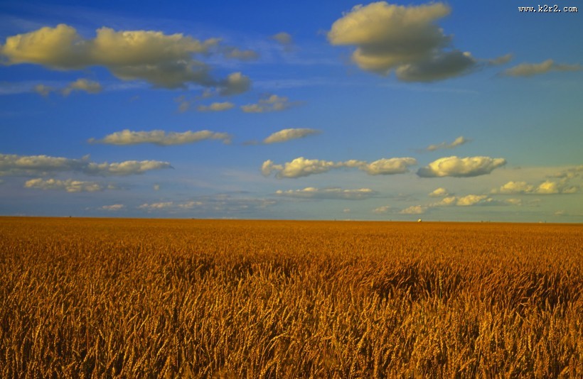 宁静的田野图片