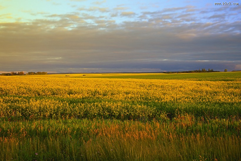 宁静的田野图片