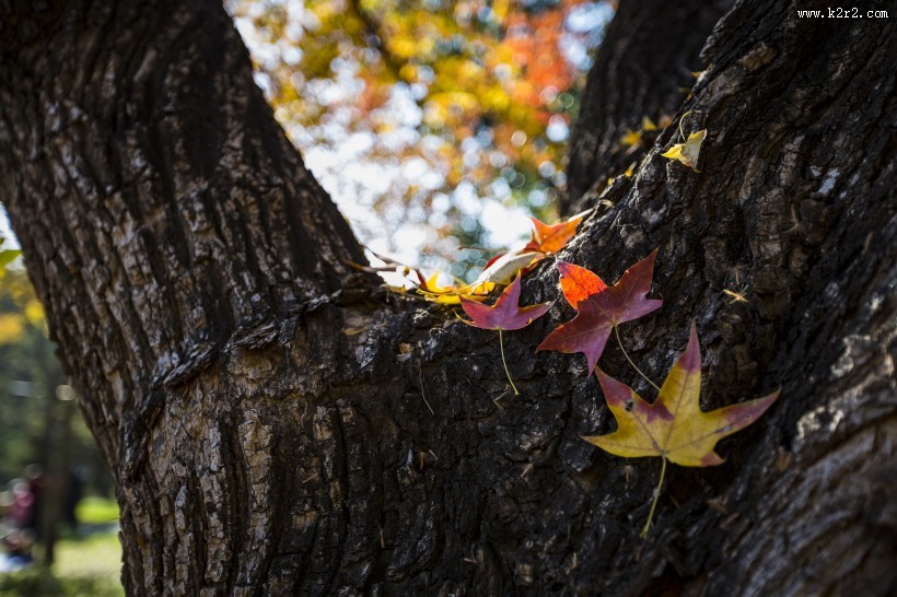唯美的秋叶风景图片大全