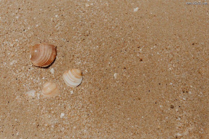 沙滩贝壳和小石子的图片