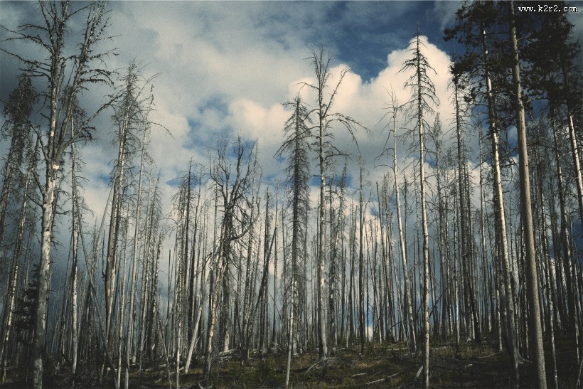 茂密的森林图片大全