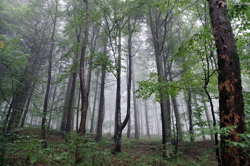 茂密的森林图片大全