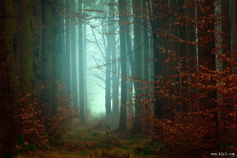 茂密的森林图片大全