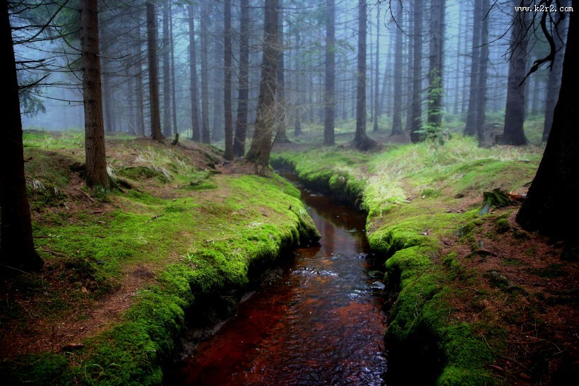 茂密的森林图片大全