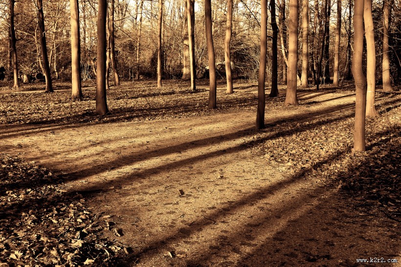 茂密的森林图片大全