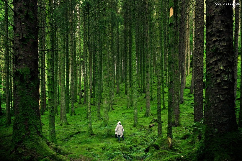 茂密的森林图片大全