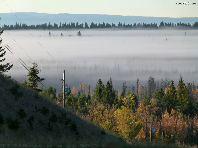 雾天的森林图片