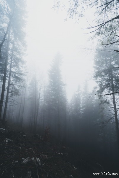 雾天的森林图片