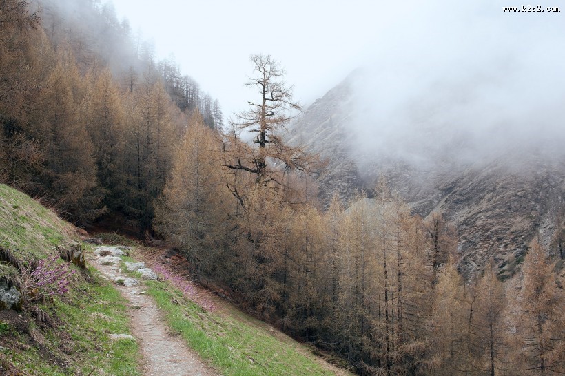 雾天的森林图片