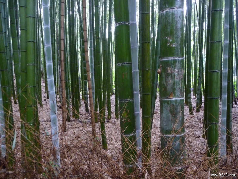 翠绿的竹林图片