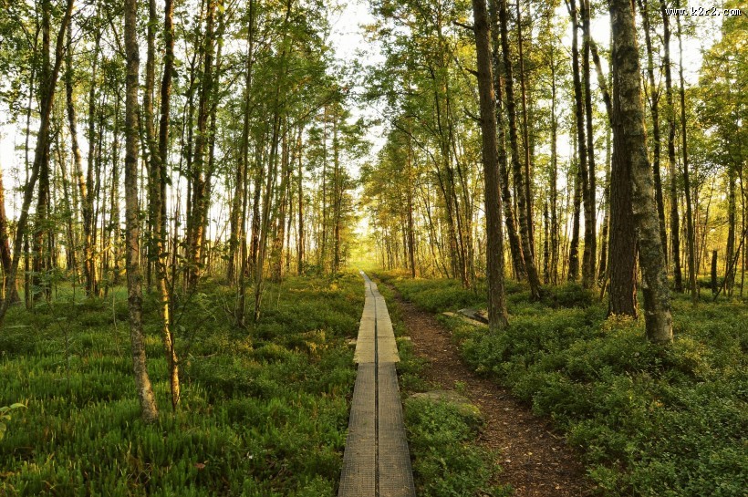 绿油油的郊外风景图片
