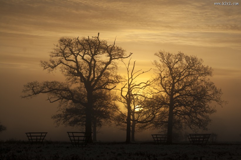 傍晚唯美的树图片