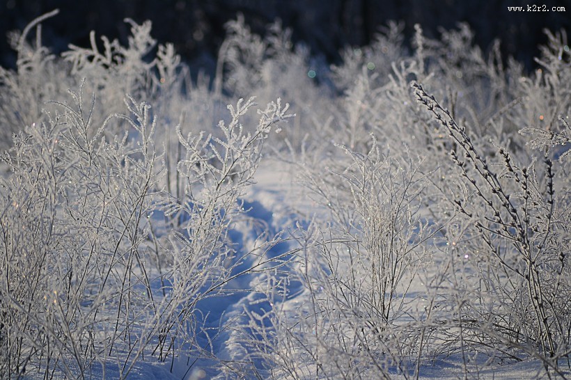 结霜的树枝图片