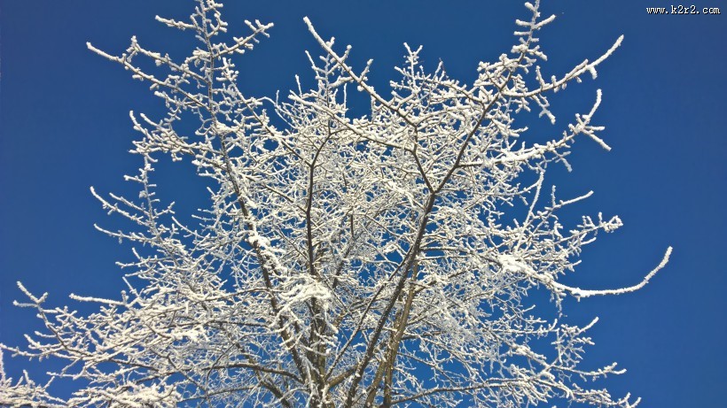 结霜的树枝图片