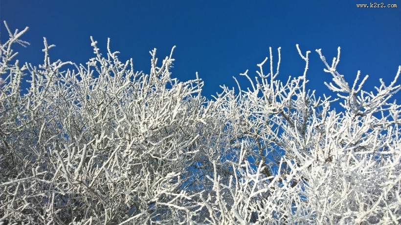 结霜的树枝图片