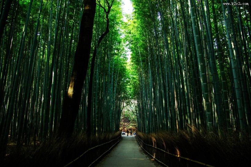 翠绿的竹林图片