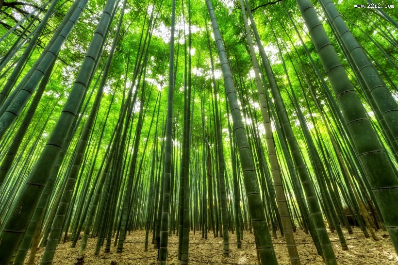 翠绿的竹林图片