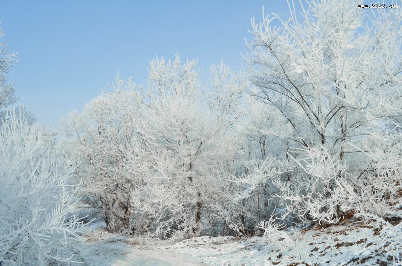 冬季唯美的森林雪景图片大全