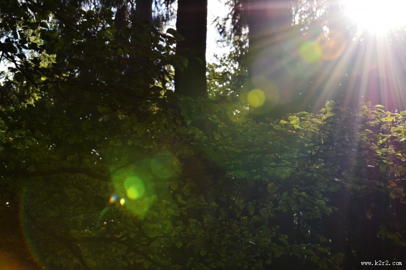阳光穿过树缝唯美风景图片