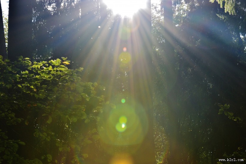 阳光穿过树缝唯美风景图片