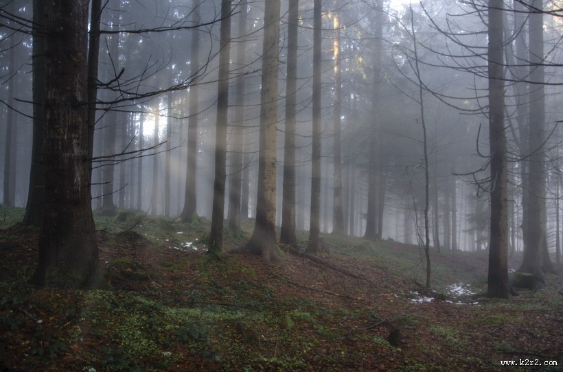 阳光穿过树缝唯美风景图片
