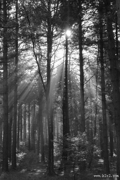 阳光穿过树缝唯美风景图片