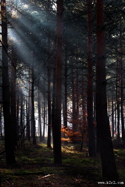 阳光穿过树缝唯美风景图片