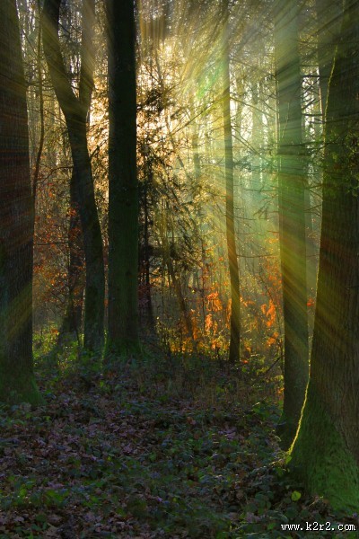 阳光穿过树缝唯美风景图片