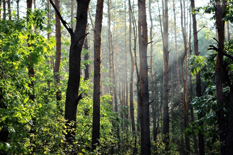 幽静的树林图片