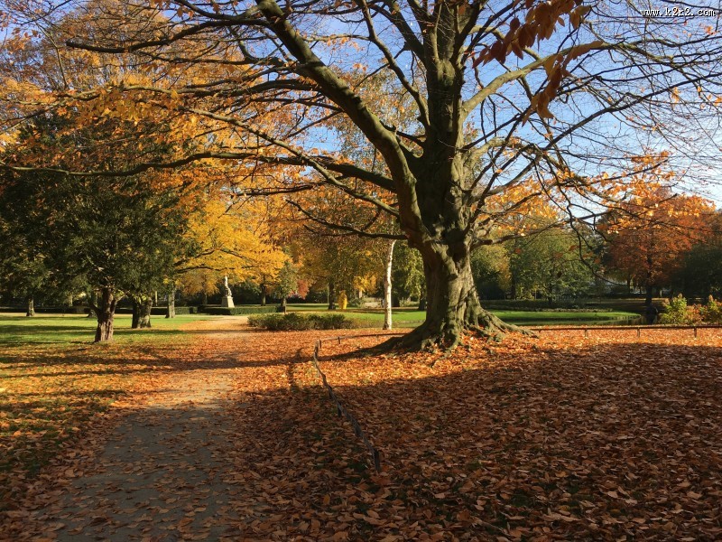 秋天树林风景图片大全