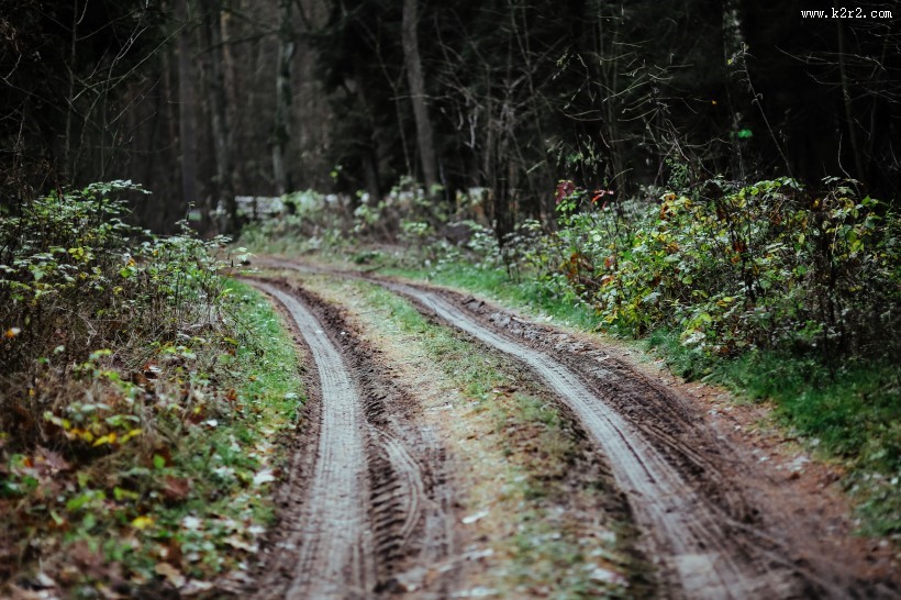 森林里的树枝和树根图片