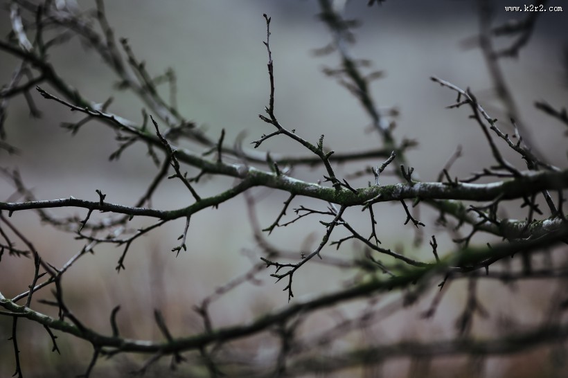 森林里的树枝和树根图片