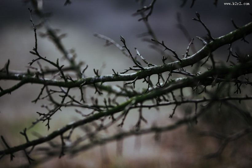 森林里的树枝和树根图片