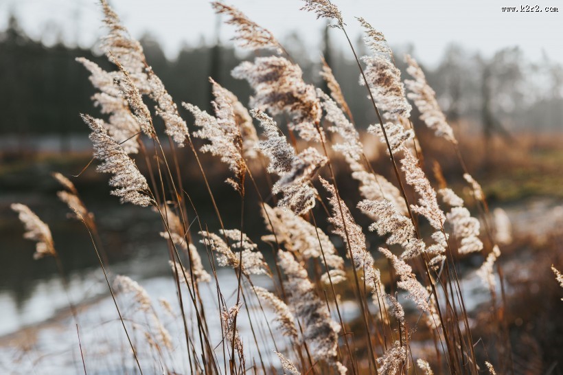 湖边的风景图片