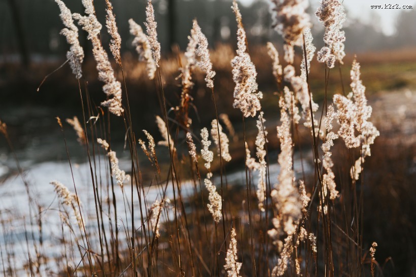 湖边的风景图片