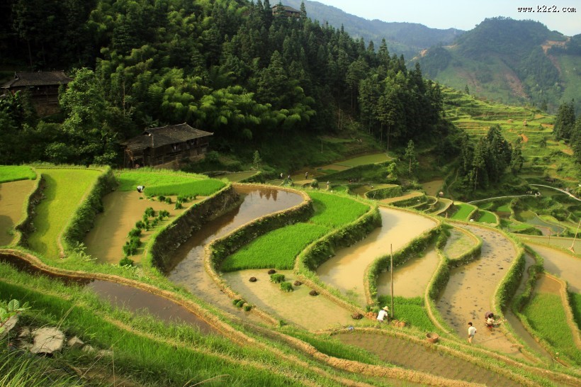 壮观的梯田风景图片