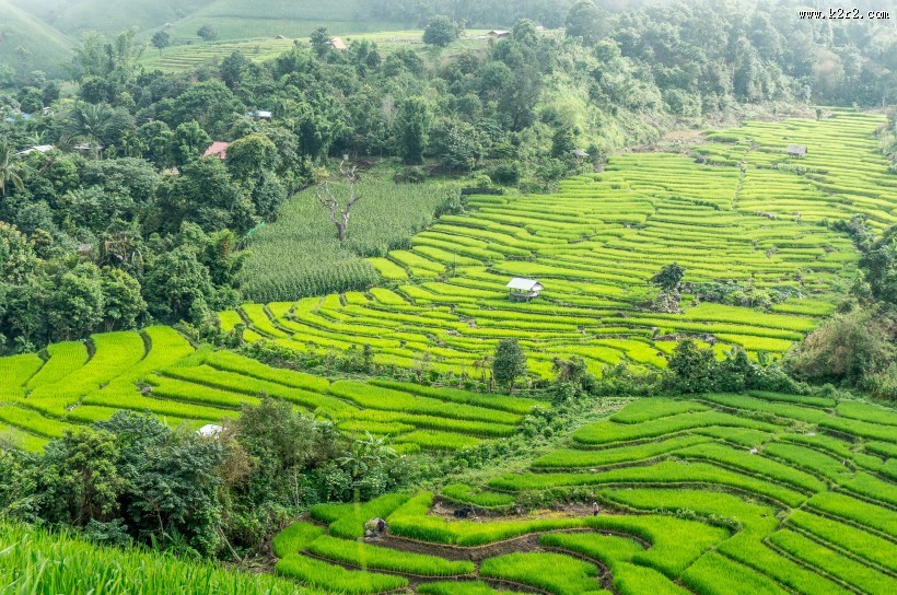 壮观的梯田风景图片