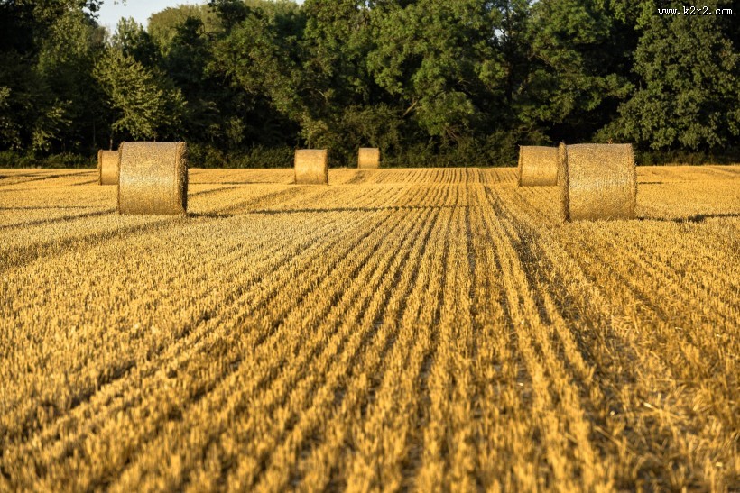 秋收的麦田风景图片