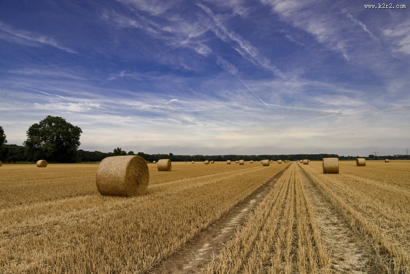 秋收的麦田风景图片