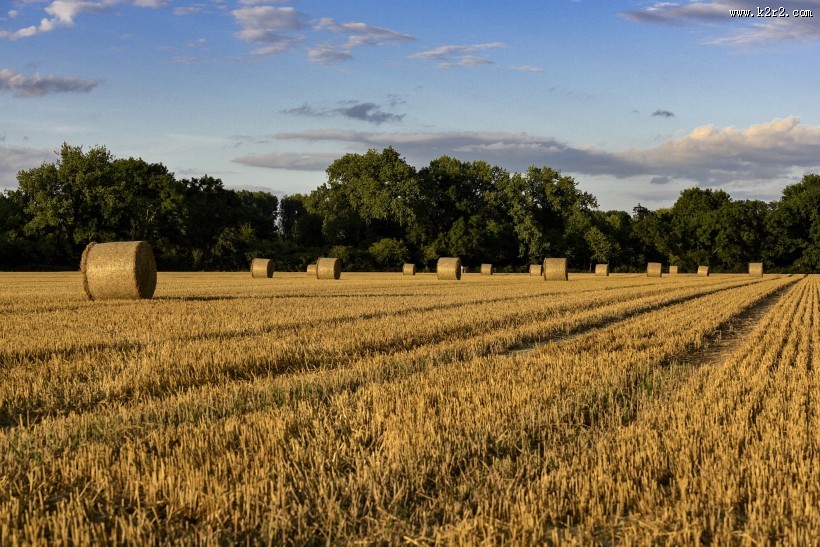 秋收的麦田风景图片
