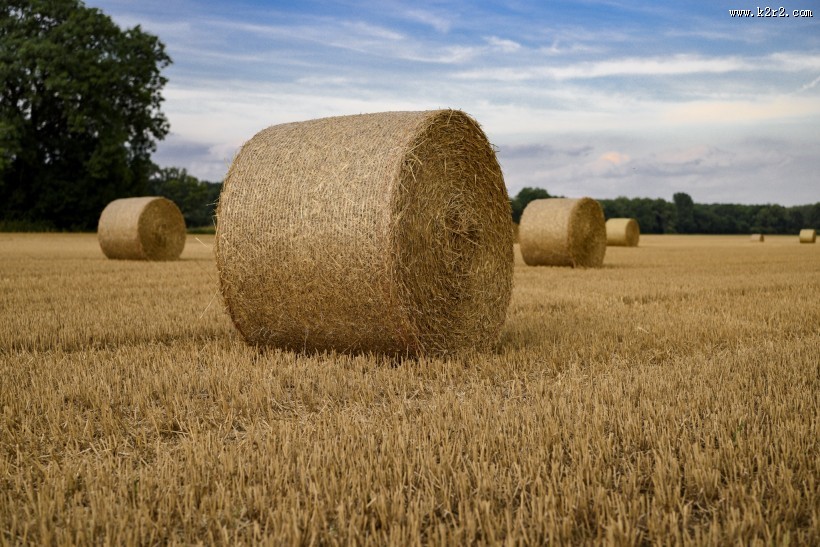 秋收的麦田风景图片