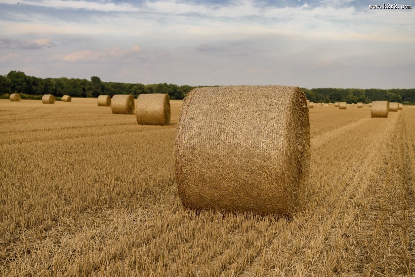 秋收的麦田风景图片