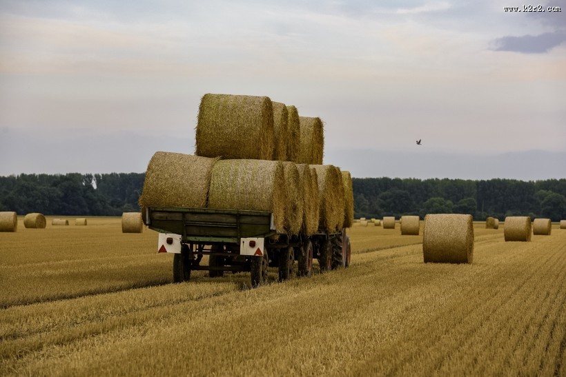 秋收的麦田风景图片