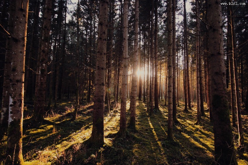 茂密的森林图片