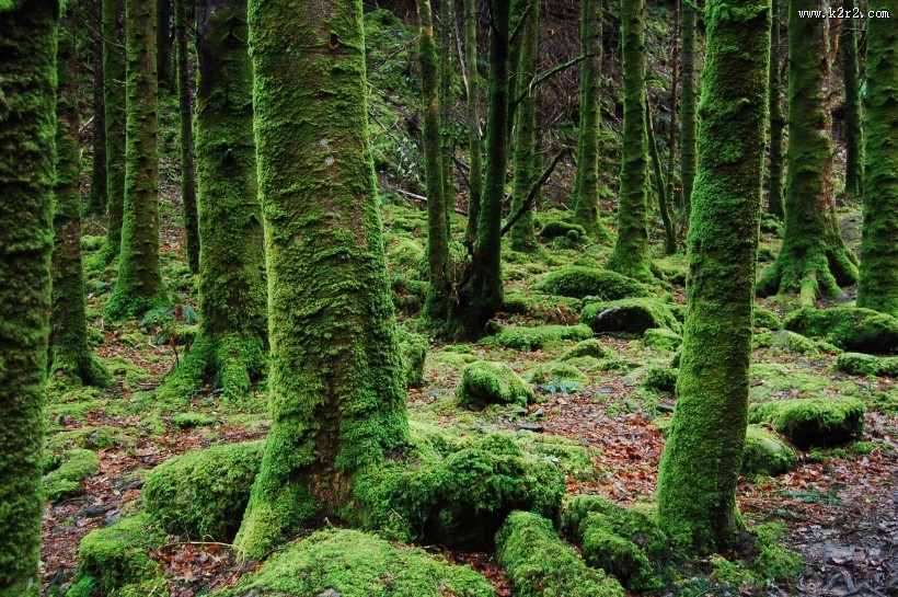 茂密的森林图片