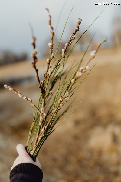 郊外的风景图片