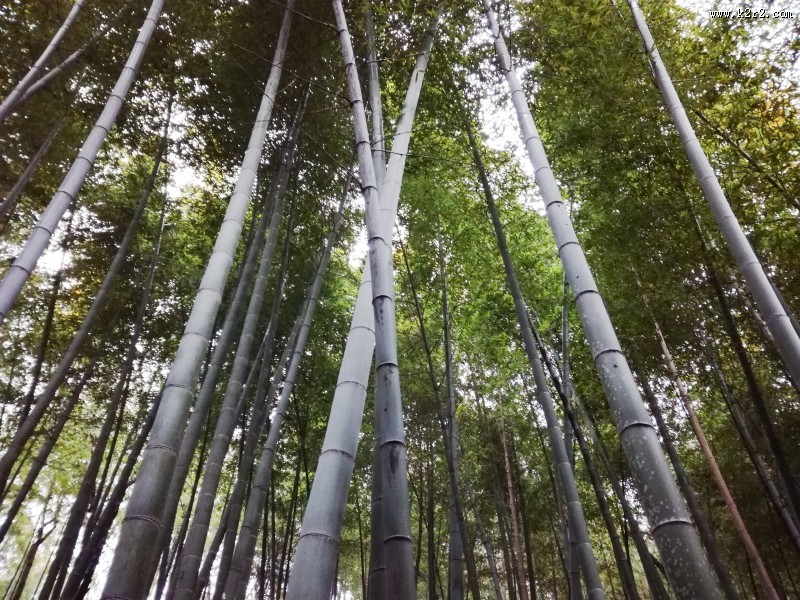 郁郁葱葱的竹林图片